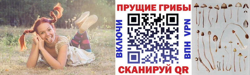 гидра как войти  Верхотурье  Галлюциногенные грибы GOLDEN TEACHER 